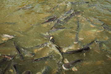 a large school of fish eats bread