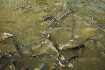 a large school of fish eats bread