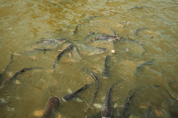a large school of fish eats bread