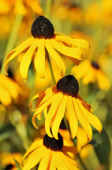 Rudbeckia fulgida, the orange coneflower or perennial coneflower, is a species of flowering plant in the family Asteraceae, native to eastern North America. Yellow flowers in the summer garden.