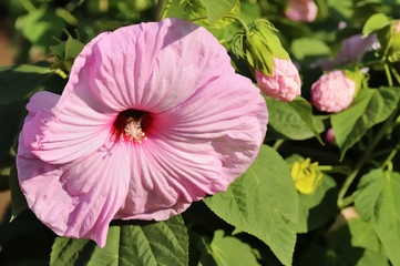 Hibiskus rosa-sinensis, known colloquially as Chinese hibiskus, China rose, rose mallow in garden. Pink and white hibiscus on a background of green leaves. © Michal Murawski