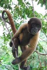 mono trepando arbol en el amazonas