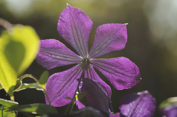 Catharanthus roseus, commonly known as bright eyes, Cape periwinkle, graveyard plant, Madagascar...