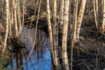 tree in the forest