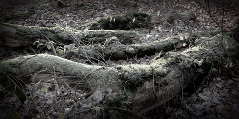 View of rotten trees overgrown with moss, Holga Lomography