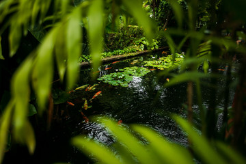 lilies in the city pond
