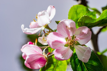 Fototapeta na wymiar Apple tree blossoms in spring. bright pink flowers. Lot of bloom in the branch, natural environment background.