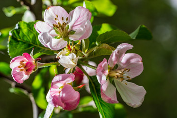 Apple tree blossoms in spring. bright pink flowers. Lot of bloom in the branch, natural environment background.