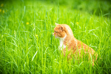 Sly red cat sits in the green fresh grass and hunts something.