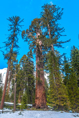 Sequoia Tree at Grant Grove