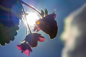 die Blüte einer Erdbeerpflanze (Immertragende Ziererdbeere)