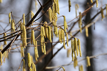 In the spring, hazel (Corylus avellana) blooms in the forest