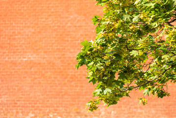 Maple branch with green leaves on a brick wall background - copy space