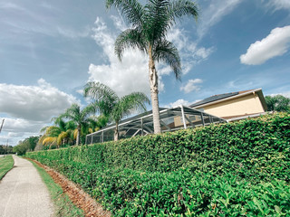 Ivy wall of a Florida community