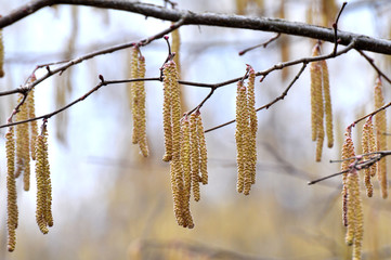 In the spring, hazel (Corylus avellana) blooms in the forest