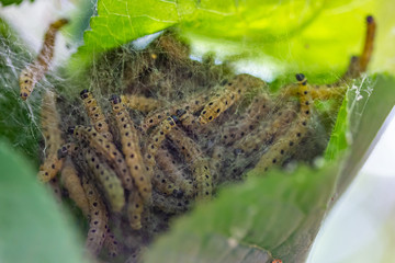 viele Gespinstmotten in ihrem Netz