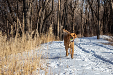 dog in snow with ball in her mouth 