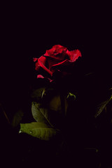 red rose flower close-up on a dark background. Rose petals close-up. Holiday greetings concept