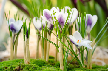 Garden flower pot with spring crocuses closeup in greenhouse