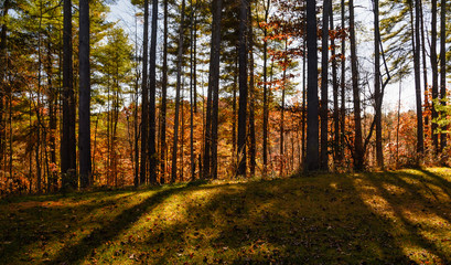Stunning Colors of Autumn Hidden Deep in the Green Forest