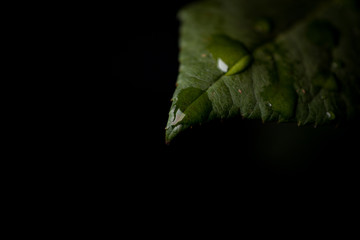 dew drop close up on the tip of a green leaf on a dark background