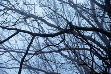 Mood Shadows of Silhouetted Trees in the Dark Misty Forest