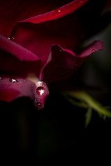 red rose flower close-up. Rose petals close-up. Holiday greetings concept