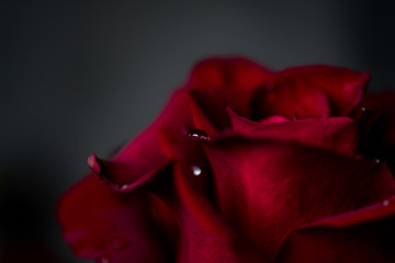 a red rose flower with dew drops in close-up on a dark background. Rose petals close-up. Holiday greetings concept