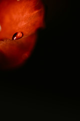 dew drop close-up on a red rose petal on a dark background. Rose petals close-up. Holiday greetings concept