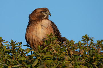 Extremely close view of a red-tailed hawk, seen in the wild in  North California 