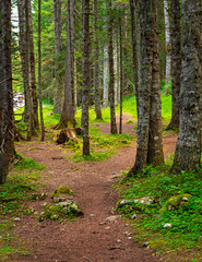 Pathway in the forest in spring