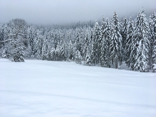 Fabulous winter forest after snowfall in the foothills of central Switzerland