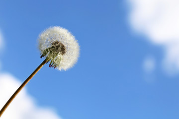 Fototapeta premium Dandelion seed head against the blue sky with white clouds. Blowball of beautiful dandelion, ready to fly