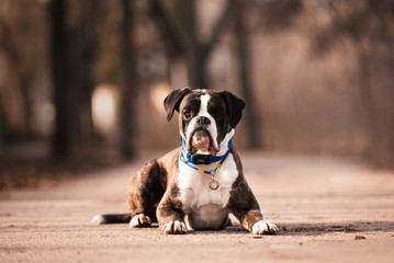 German tiger boxer on a walk