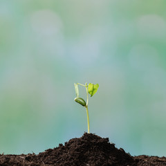bean seed germination in ground with green defocused background