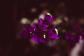 Fototapeta na wymiar Lila Blüten