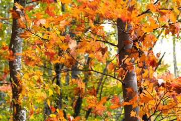 Stunning Colors of Autumn Hidden Deep in the Green Forest