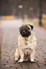 Obraz premium Pug for a walk in the park