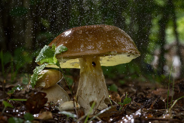 Boletus edulis. Penny bun, cep, porcino or porcini is a basidiomycete wild fungus. Brown mushroom, natural environment background