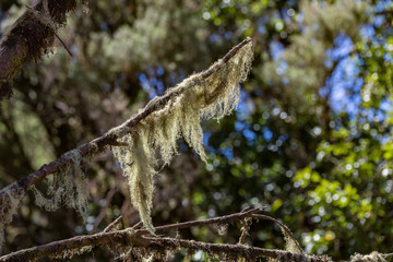The thick branch of a huge heather covered with wet lichen and moss. Relict forest in the blurry background. Laguna Grande, Garajonay National Park, La Gomera
