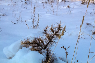 a little spruce stands in the snow