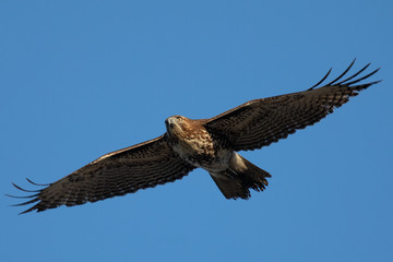 Red-tailed hawk flying, seen in the wild in  North California 