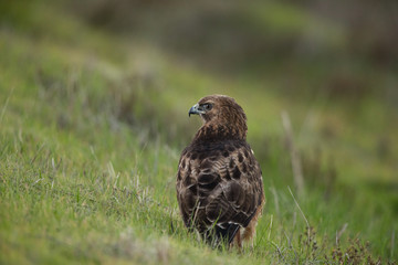 Extremely close view of a red-tailed hawk, seen in the wild in  North California 