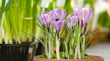 Garden flower pot with spring crocuses in greenhouse