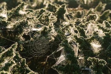 Cobweb and morning dew. Shining water drops on spiderweb, natural background