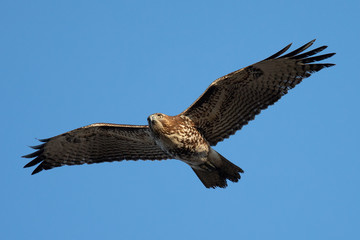 Red-tailed hawk flying, seen in the wild in  North California 