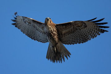 Red-tailed hawk flying, seen in the wild in  North California 