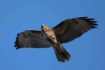 Red-tailed hawk flying, seen in the wild in  North California 