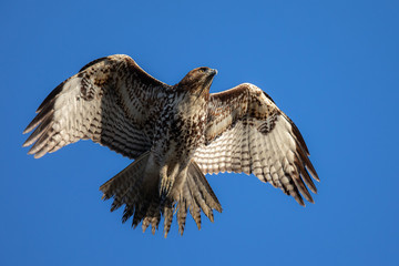 Red-tailed hawk flying, seen in the wild in  North California 