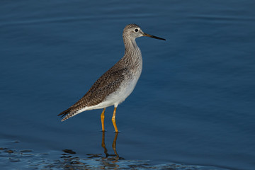 Grey-tailed tattler , seen in a North California marsh